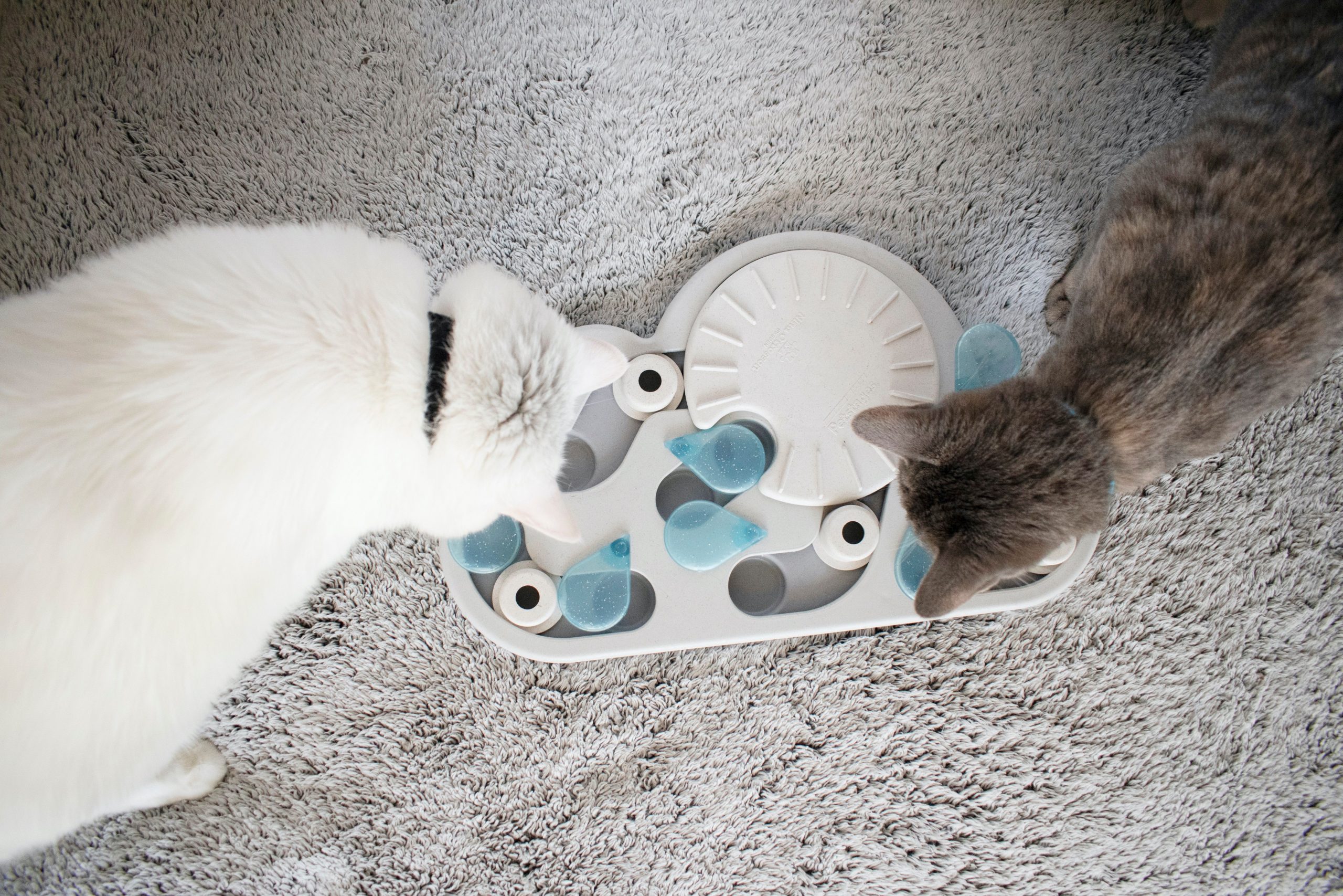 Kattenspel Rainy Day met 2 snuffelende katten