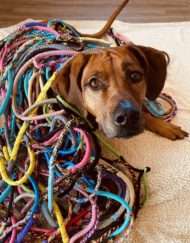 Lussenlijn middelgrote hond