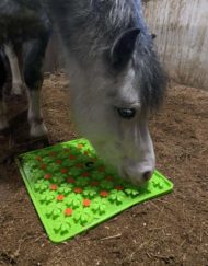 Sterre met Snuffelmat van excellent Horse