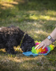 Hersenwerk met Dusty