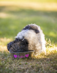 RVS voerbak met Teddy