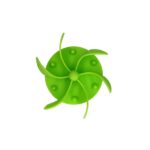 Anti schrok inzetstuk groen van bovenaf