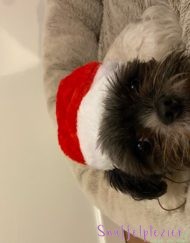 Kerstmuts