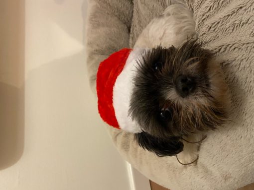Kerstmuts