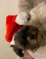 Kerstmuts