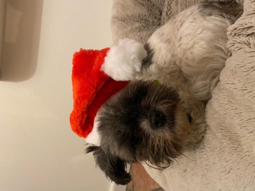 Kerstmuts