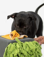 Sniffbox hond samen aan het snuffelen met baas