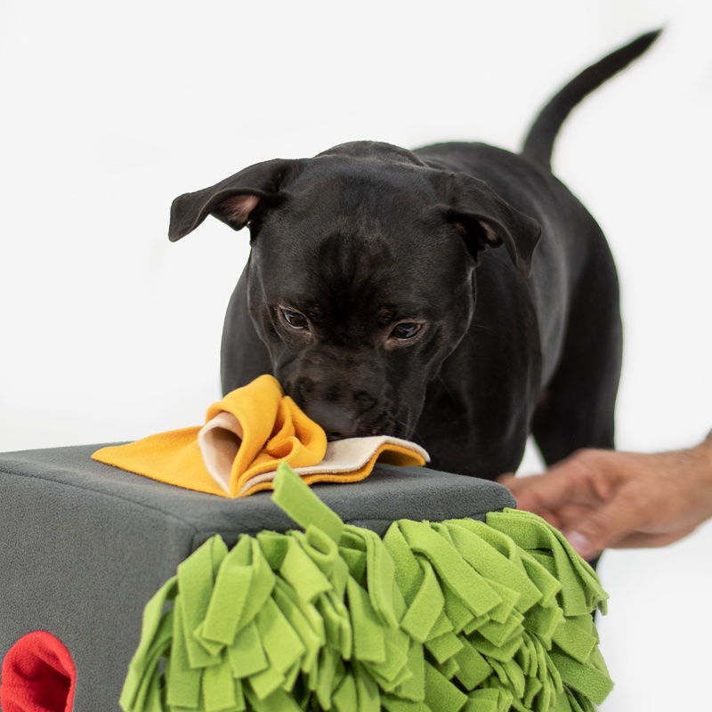 Sniffbox hond samen aan het snuffelen met baas