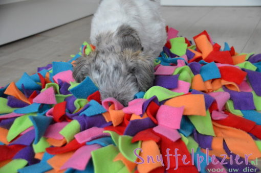 Teddy snuffelen in circussnuffelkussen