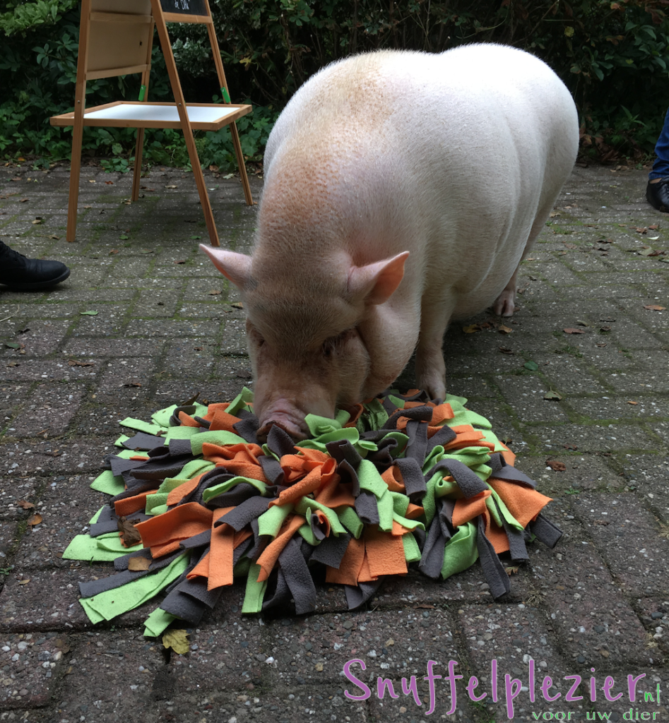 Snuffelkussen maat M met varken