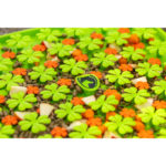 Snuffelmat close up gevuld met bix