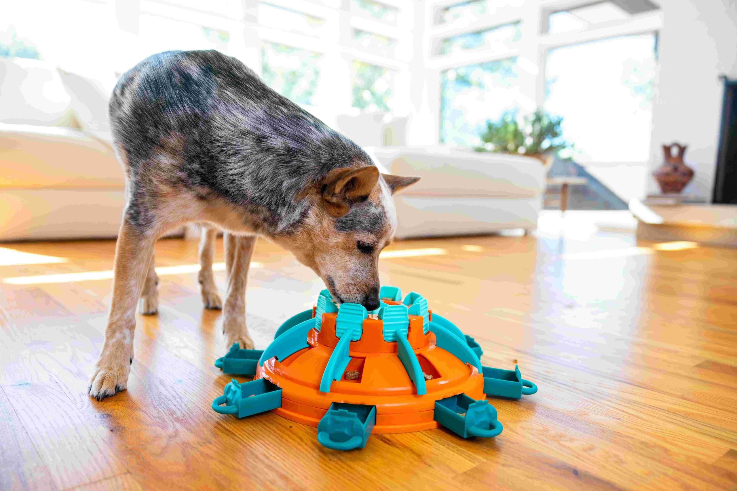Tower of treats met een hondje
