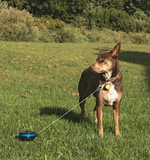 Intrekbare oprollijn hond aan de kabel