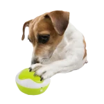 Dog Interpreter met hond