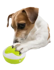 Dog Interpreter met hond