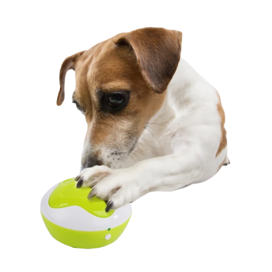 Dog Interpreter met hond